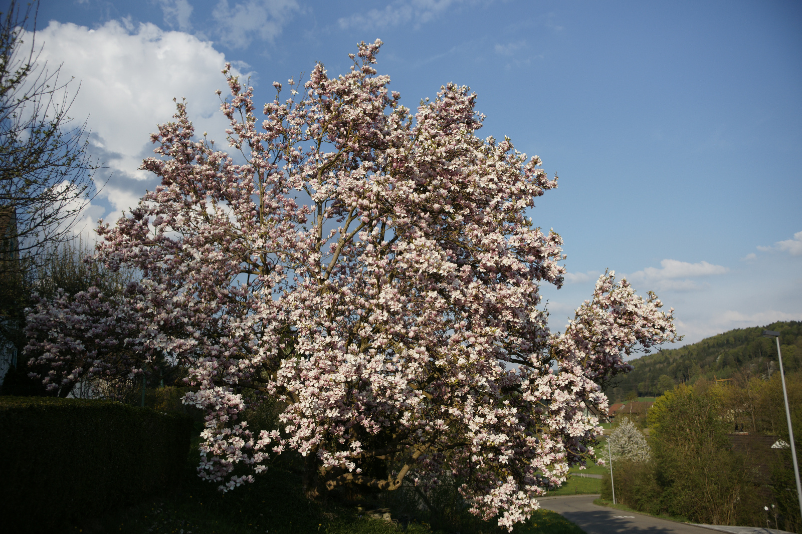 Magnolienbaum
